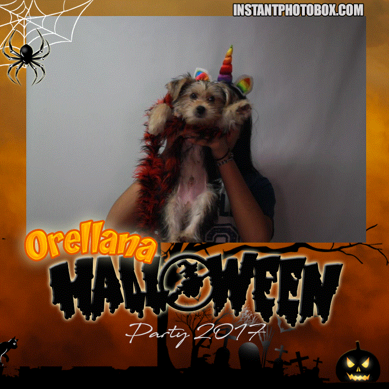 Halloween theme photo booth layout and animated overlay – Photo Booth  Add-ons